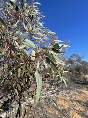 Eucalyptus dumosa