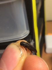 Onichodon canadensis