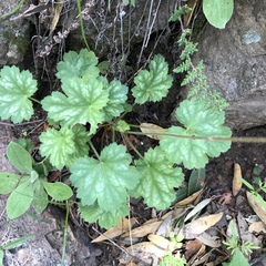 Heuchera sanguinea
