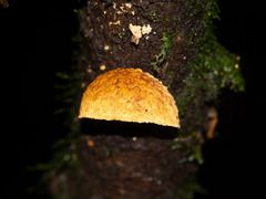 Pleuroflammula praestans