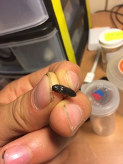 Onichodon canadensis