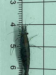 Atyoidea