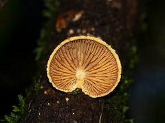 Pleuroflammula praestans