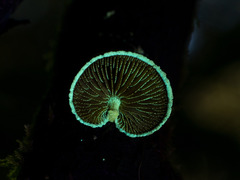 Pleuroflammula praestans