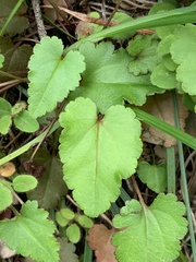 Veronica californica