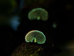 Pleuroflammula praestans