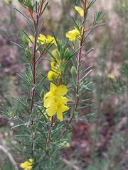 Hibbertia stricta