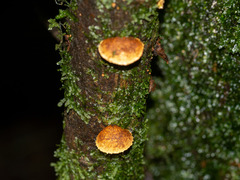 Pleuroflammula praestans