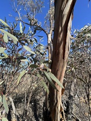 Eucalyptus dumosa
