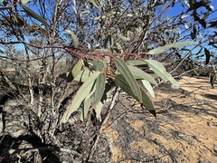 Eucalyptus dumosa