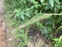 Elymus virginicus virginicus