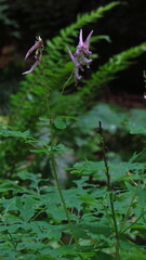 Corydalis scouleri