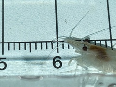 Atyoidea