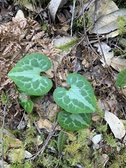 Asarum marmoratum