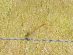 Erpetogomphus designatus