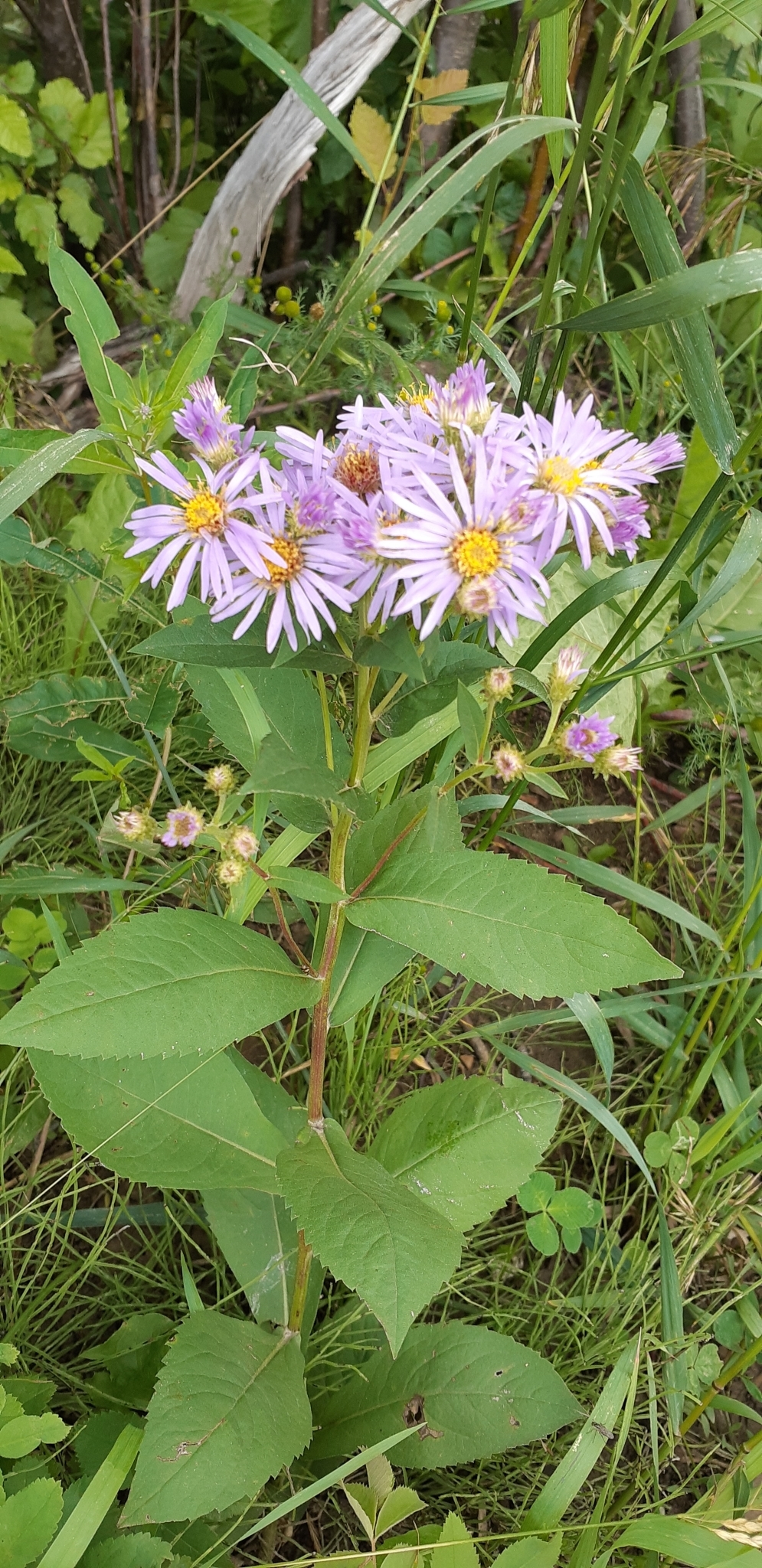 Eurybia conspicua