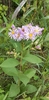Showy Aster - Photo (c) Leah Luciuk, some rights reserved (CC BY-NC), uploaded by Leah Luciuk