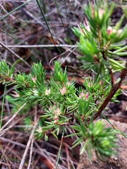Darwinia diminuta
