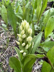 Platanthera dilatata