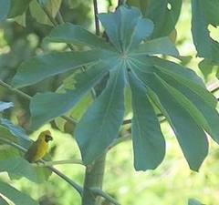 Caryothraustes canadensis