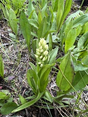 Platanthera dilatata