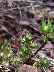 Darwinia diminuta