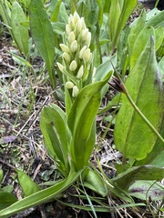 Platanthera dilatata