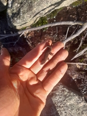 Crenadactylus ocellatus