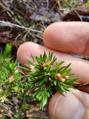 Darwinia diminuta