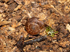 Thalassohelix igniflua