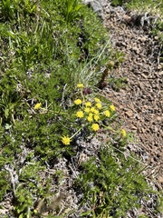 Lomatium martindalei