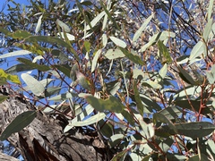 Eucalyptus dumosa