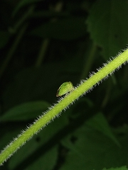 Stictocephala bisonia