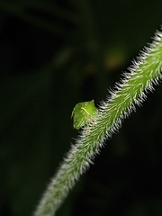 Stictocephala bisonia