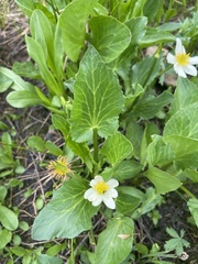 Caltha chionophila