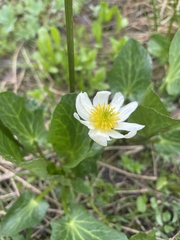 Caltha chionophila