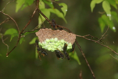 Polistes philippinensis