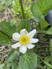 Caltha chionophila
