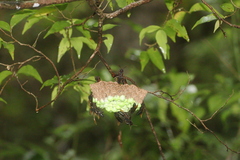 Polistes philippinensis