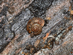 Thalassohelix igniflua