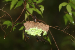 Polistes philippinensis