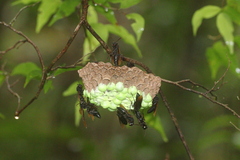 Polistes philippinensis