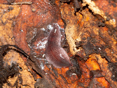 Australopacifica spectabilis