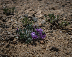 Oxytropis multiceps