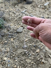 Descurainia californica