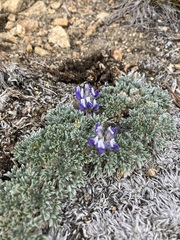 Lupinus breweri bryoides