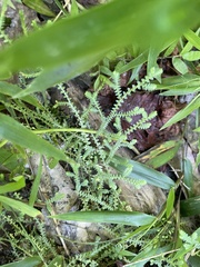 Selaginella ludoviciana