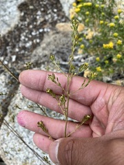 Descurainia californica