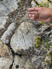 Descurainia californica