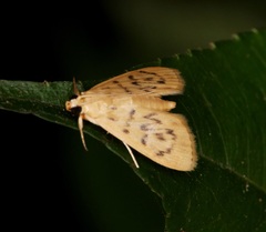 Tabidia obvia